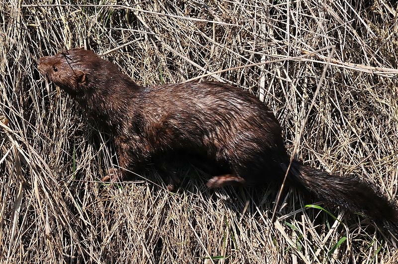 American mink, photo: www.nature.cz
