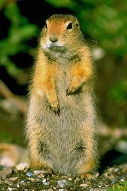 Ground squirrel