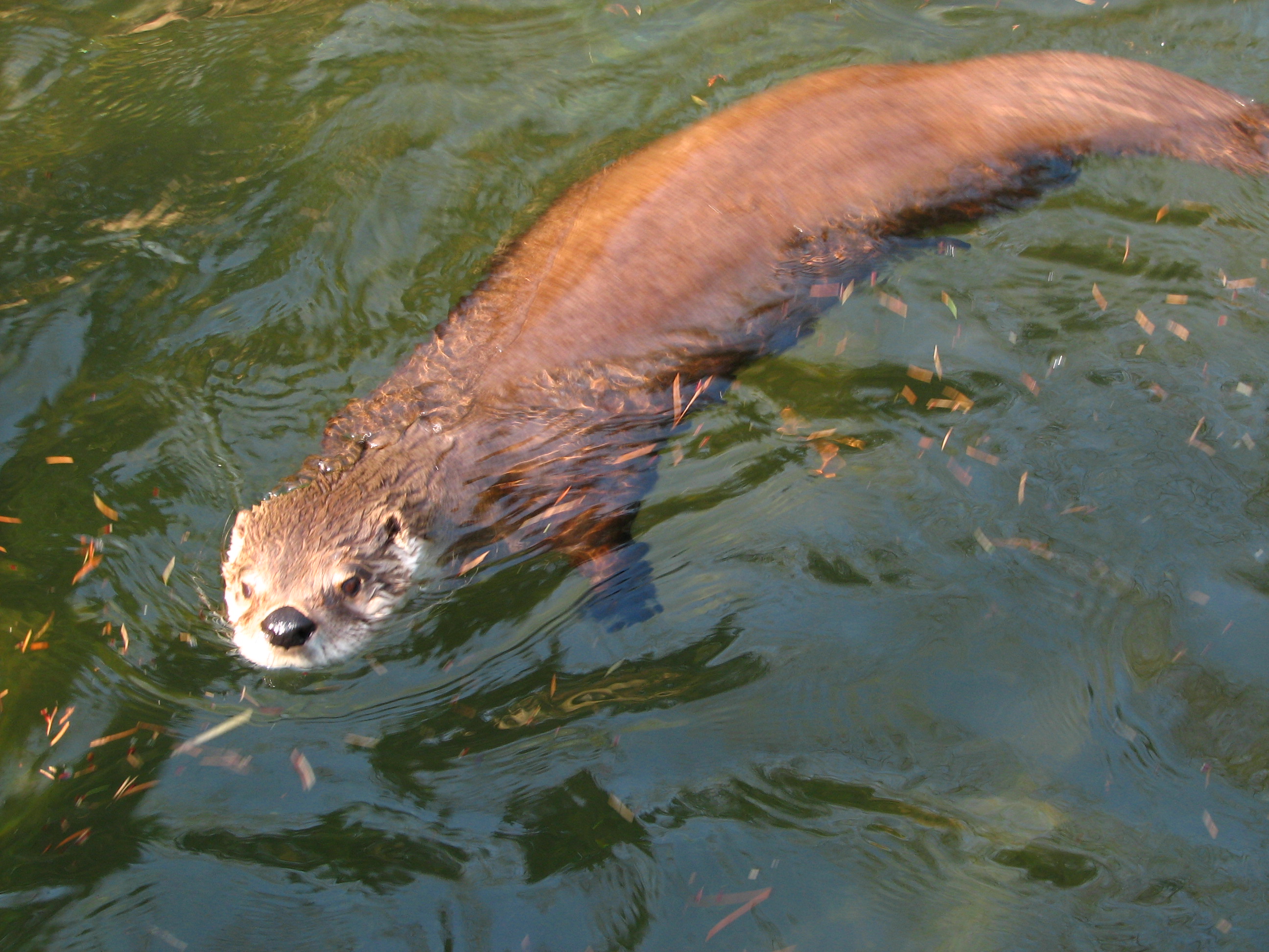 The otter, photo: Wikipedia