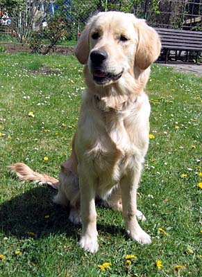 Golden retriever