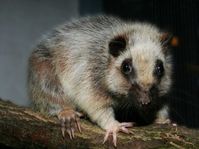 Cloud rat, photo: www.zoopraha.cz