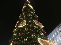 Рождественская ель на Вацлавской площади, Фото: Катерина Айзпурвит, Чешское радио - Радио Прага
