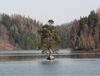 Le pin de Chudobín est l’arbre européen de l’année, photo: Ladislav Stalmach, CC BY-SA 4.0