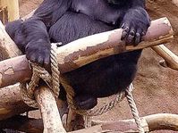 Kamba (Foto: Hugo Hanis)