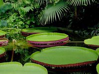Victoria regia