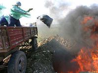 La gripe aviar en Rumania (Foto: CTK)