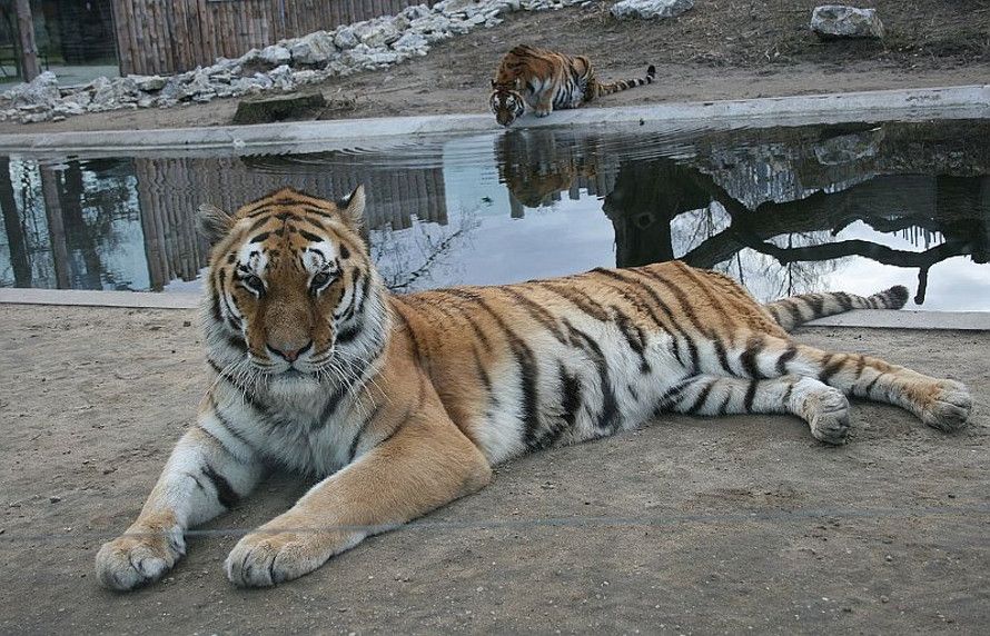 Zoo Hodonín: Weiße Löwen, Ussuri-Tiger und Tukane | Radio Prag