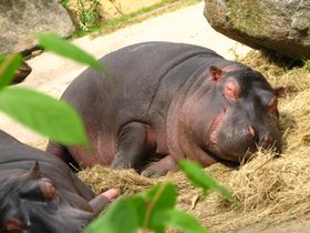 Hippo siesta