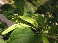 Limetree - one of Czech national symbols, photo: Andrew Butko, Cretive Commons 3.0