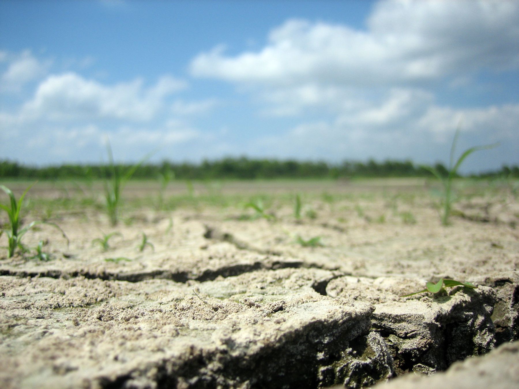 Czech territory facing worst drought in half millennium | Radio ...