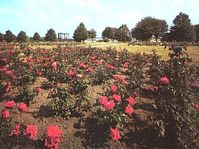 Rose Garden in the Lidice Memorial
