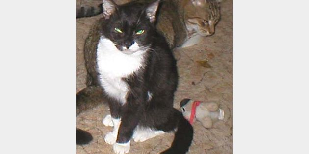 Future of hundreds of cats in doubt as shelter faces ...