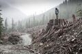 If a Tree Falls: A Story of the Earth Liberation Front