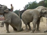 Sloni ve znovu otevřené ZOO, Foto:ČTK
