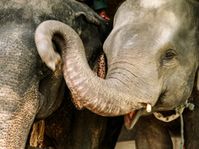 'Les Derniers Hommes éléphants', photo: Archives du festival Jeden svět