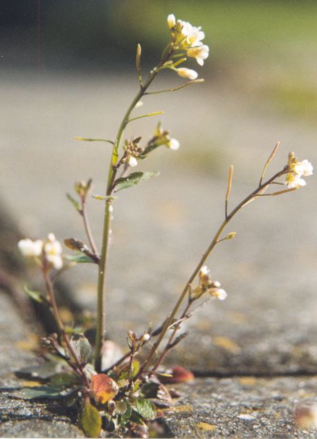 arabidopsis, photo: roepers, cc 3.0 license