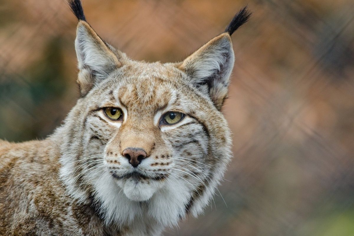 Czechs team up with other countries to protect endangered lynx | Radio