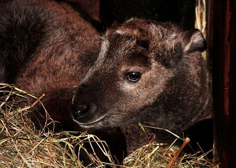 takin radio liberec endangered zoo born golden cz