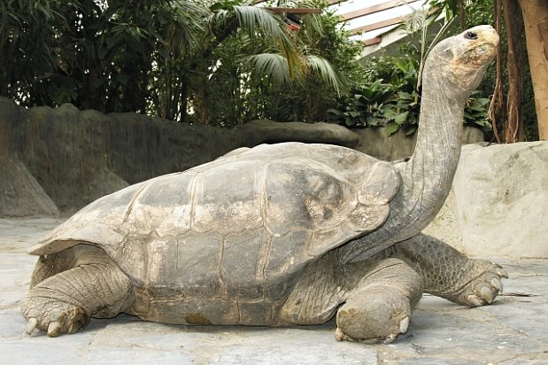 pinta tortoises pinta tortoises