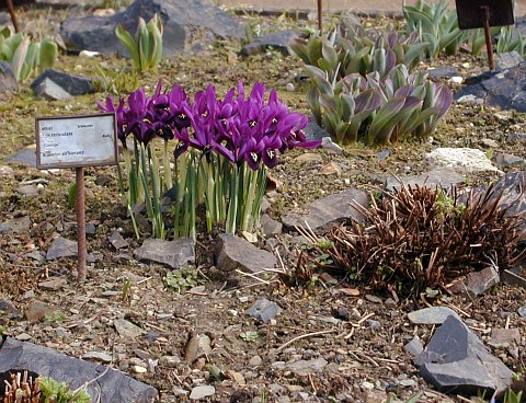 In Troja Bluhen Die Krokusse Botanischer Garten Der Hauptstadt