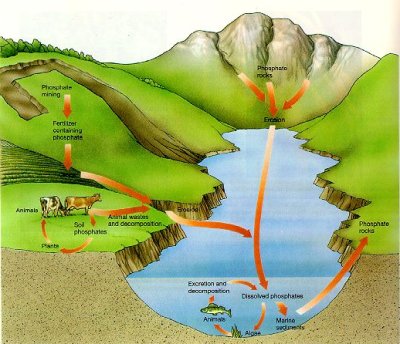 Radio Prague - Scientists work to convert muddy fish pond into clear lake