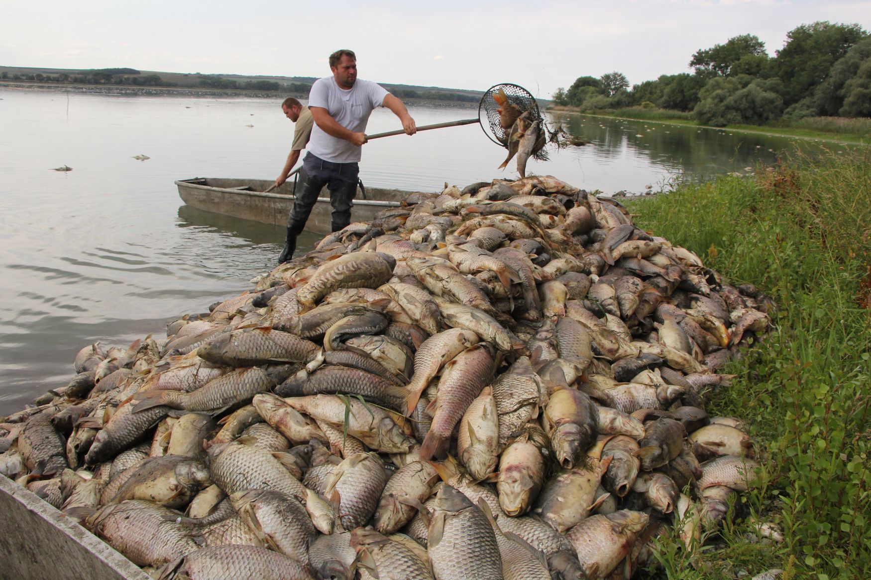 56+ Fischsterben 2018 Teiche, Jedes jahr im juni lockt der