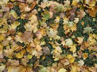 Herbst - podzim