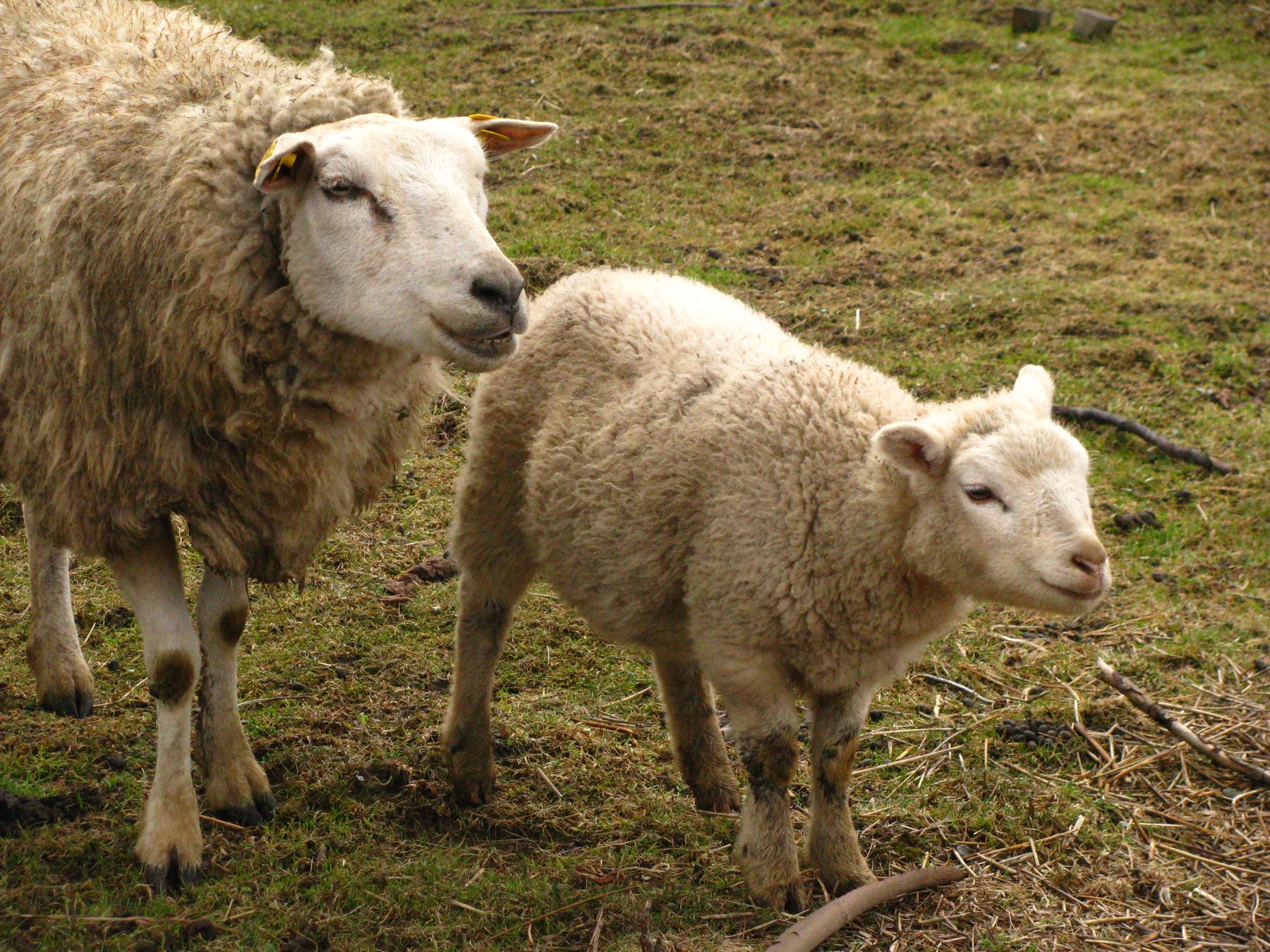 Counting sheep in czech radio prague international