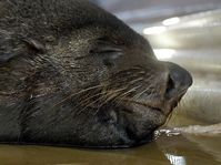 Seal named Gaston from Prague ZOO, photo: CTK