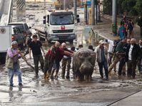 People help a hippopotamus escape from a flooded zoo in Tbilisi, Georgia, June 14, 2015, photo: CTK