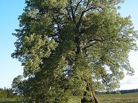 Linden tree